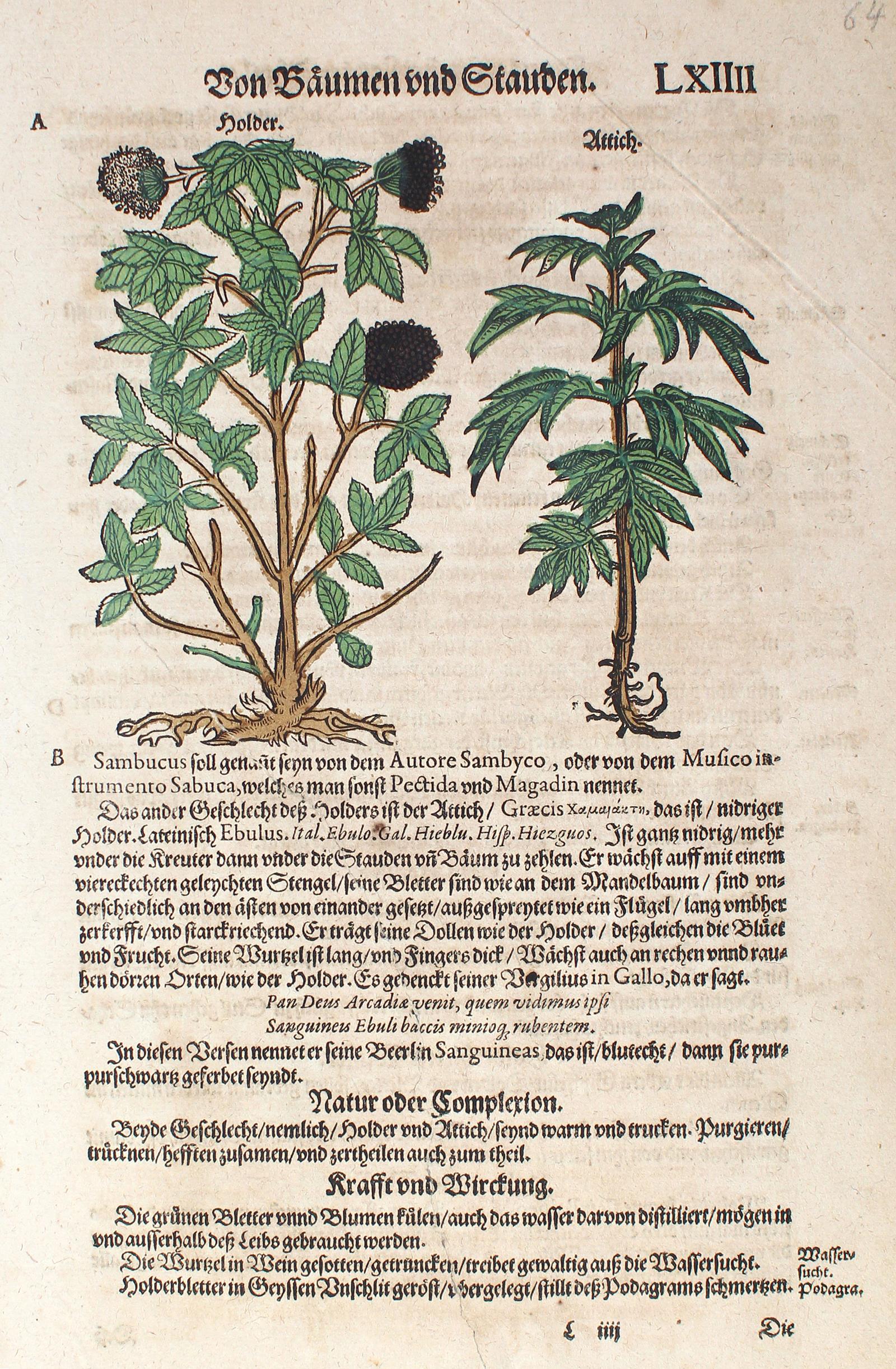 Kräuterbuch. | Bild Nr.1
