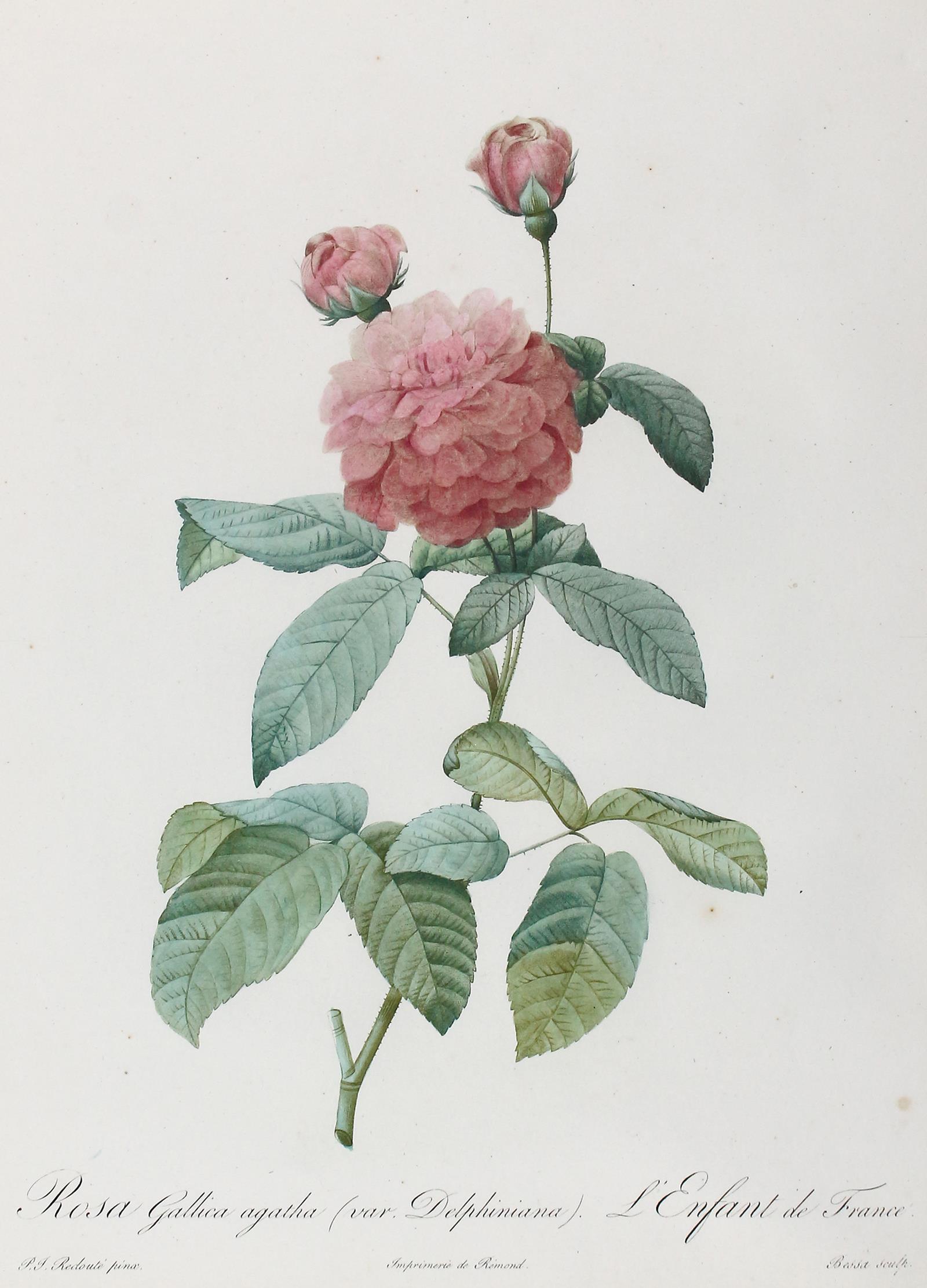Rose. | Bild Nr.1