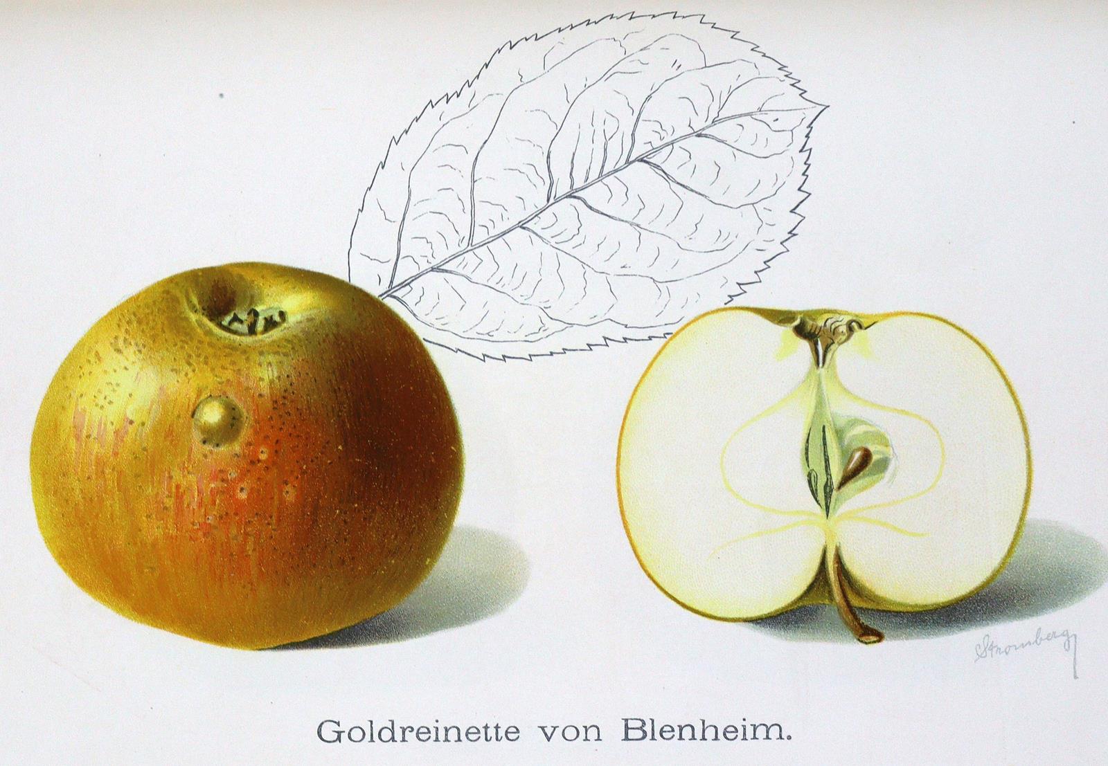 Obstbau in Wort und Bild, Der, | Bild Nr.1