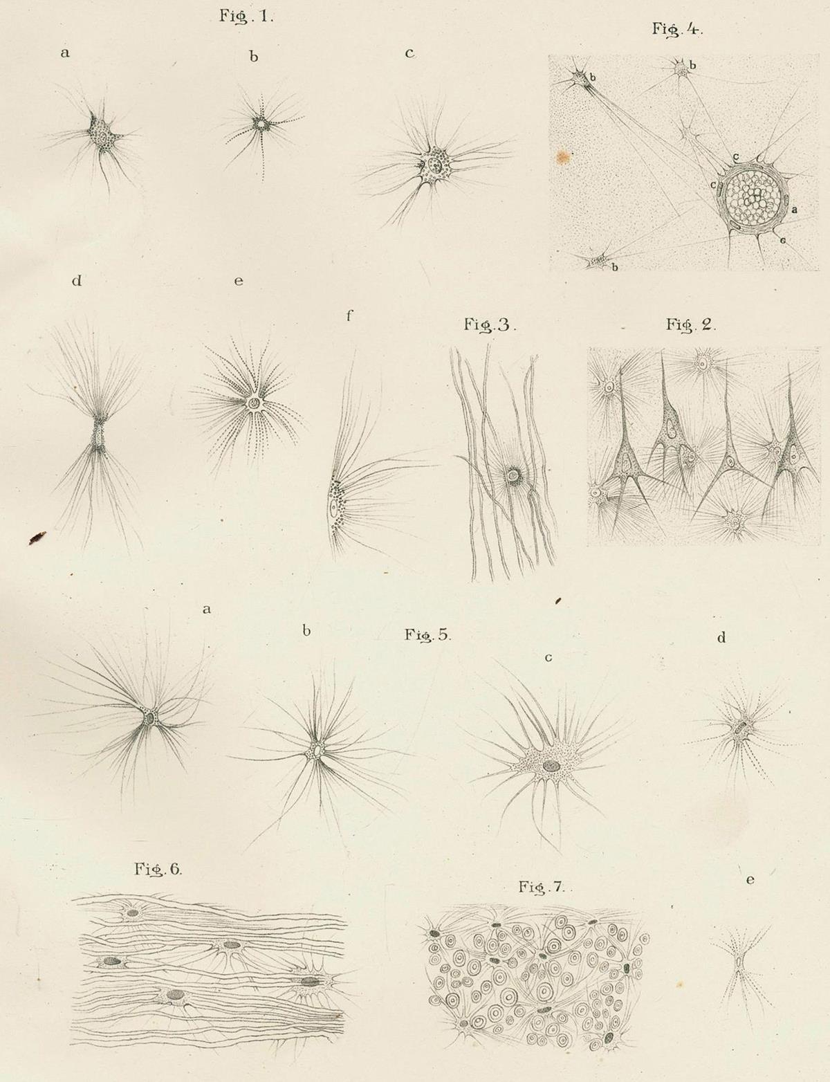 Golgi,C. | Bild Nr.1