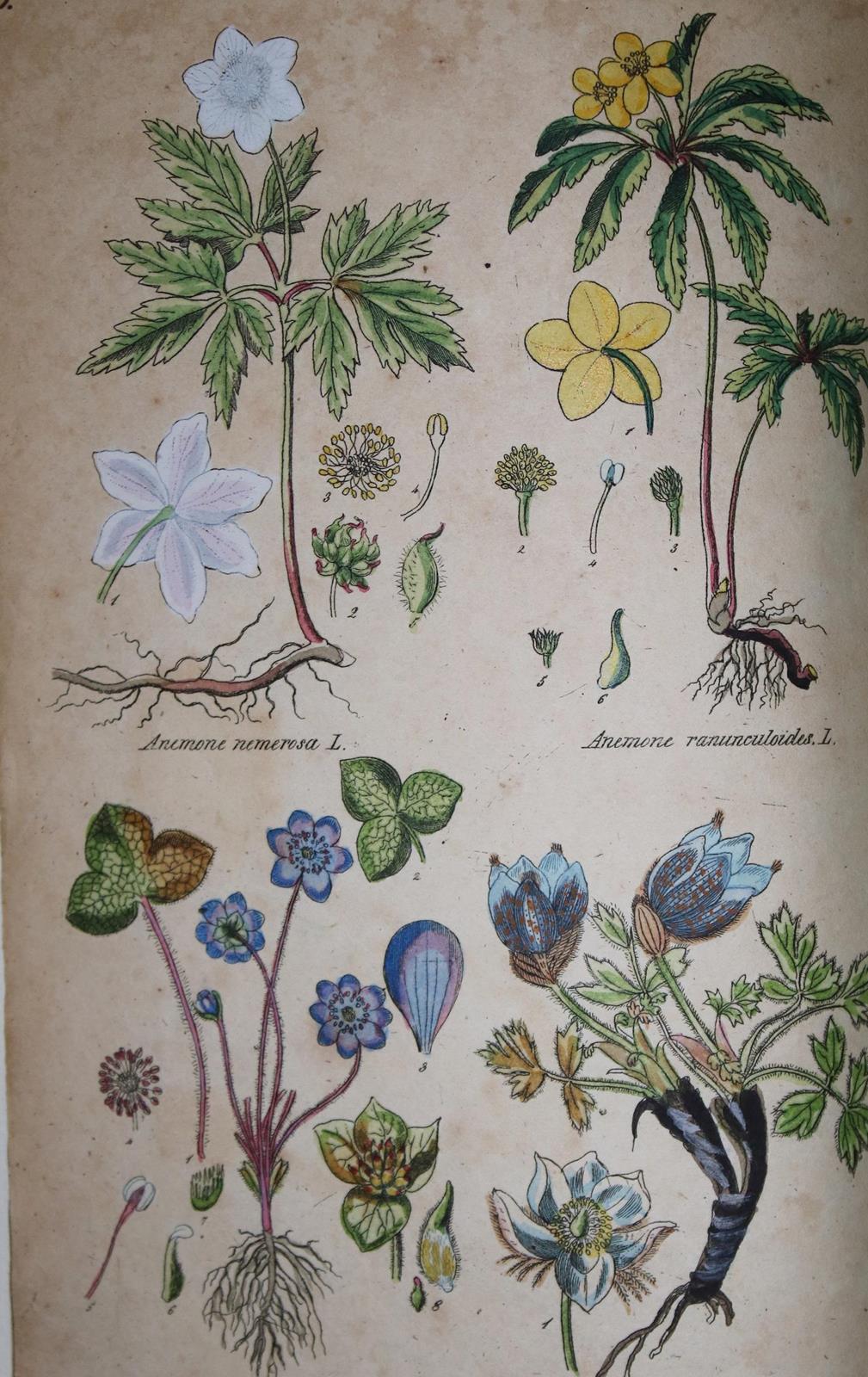 Botanischer Atlas | Bild Nr.1