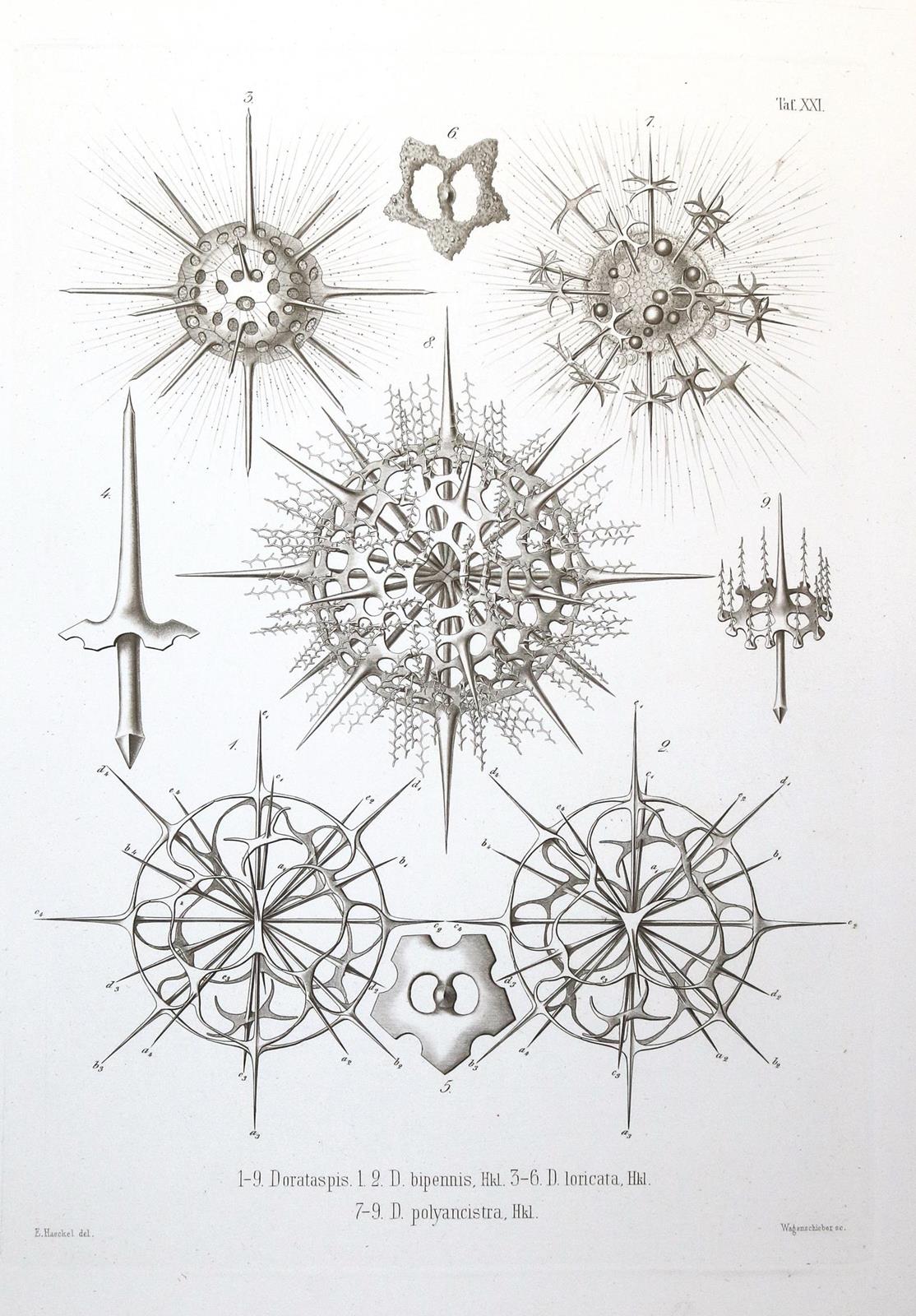 Haeckel,E. | Bild Nr.1