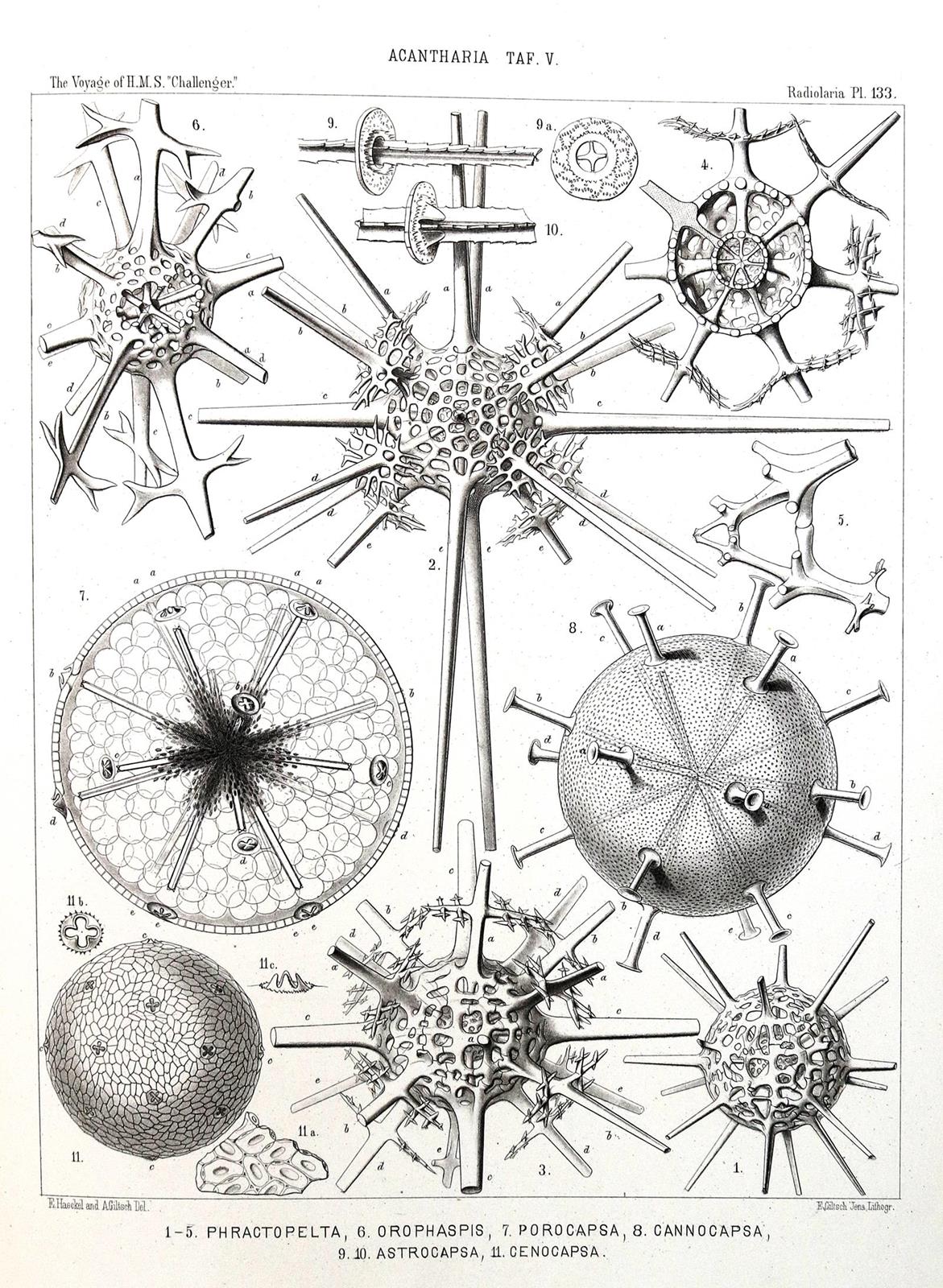 Haeckel,E. | Bild Nr.2