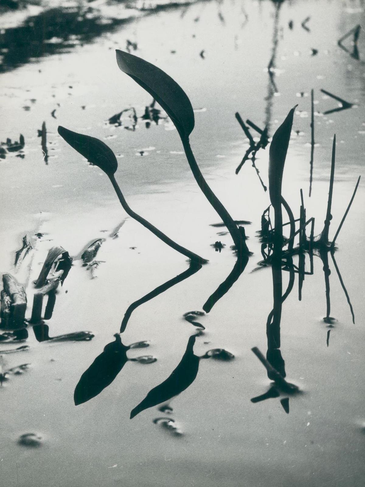 Clergue, Lucien | Bild Nr.1