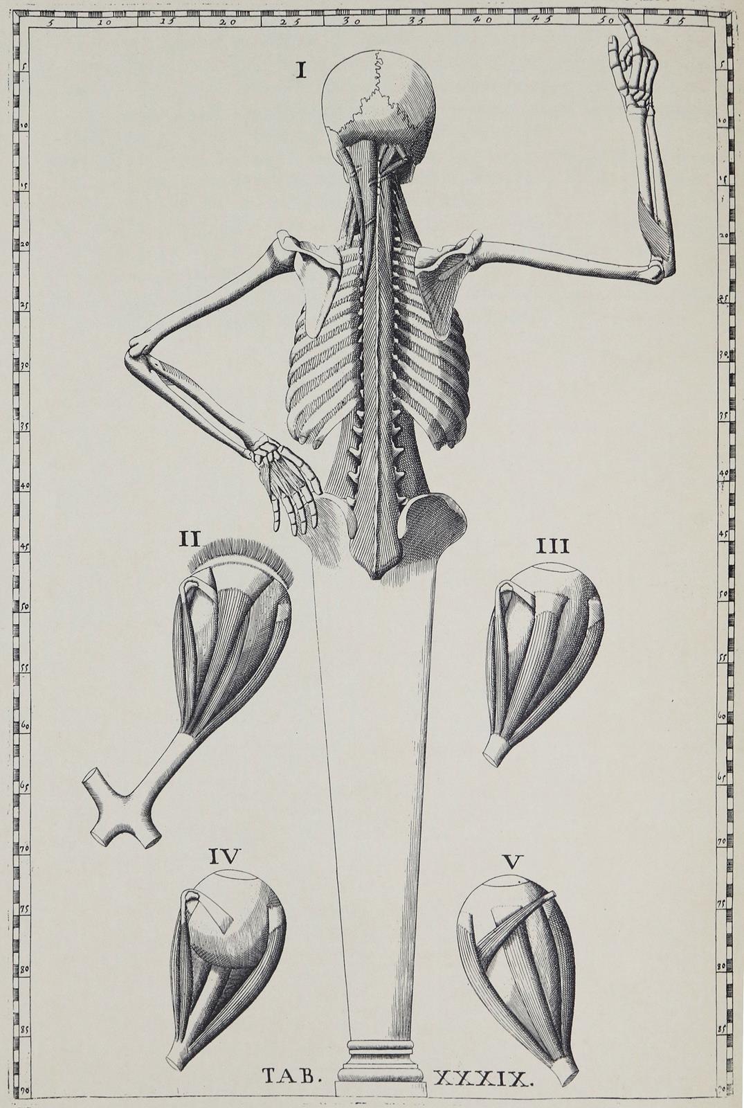 Eustachius, B., | Bild Nr.1