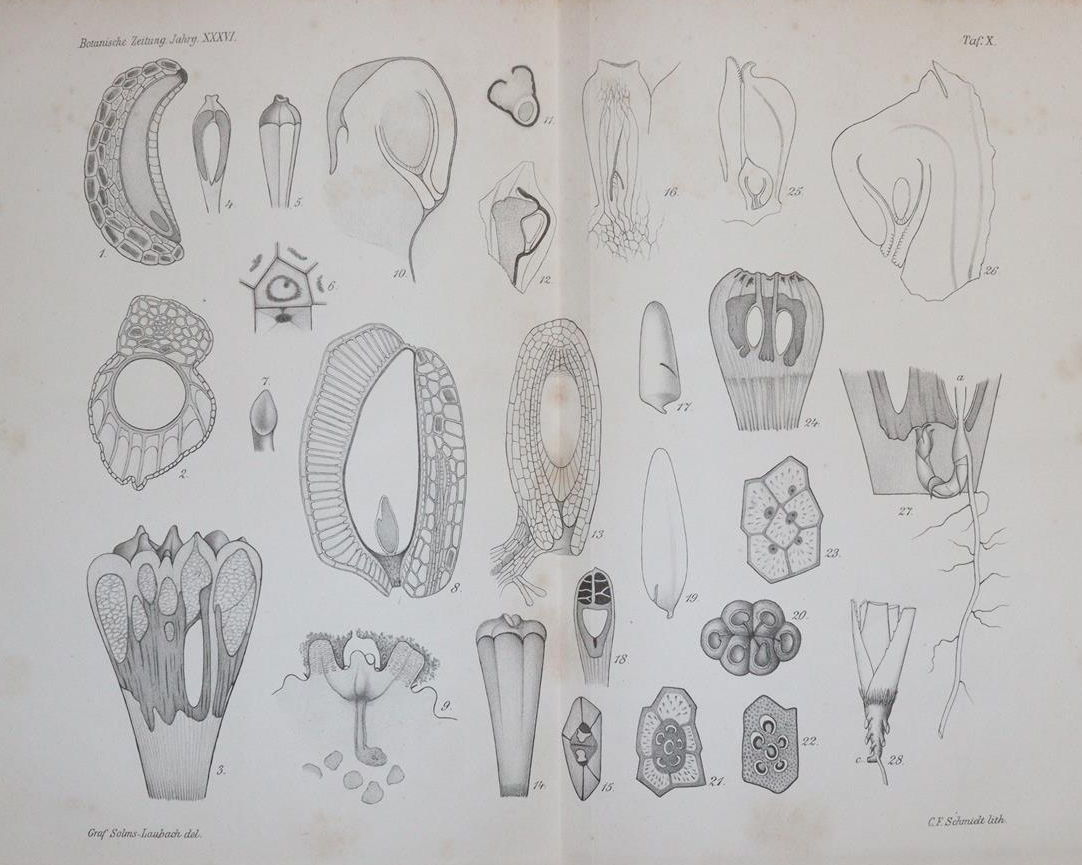 Botanische Zeitung. | Bild Nr.3