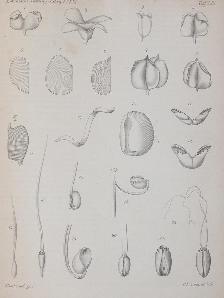 Botanische Zeitung. | Bild Nr.4