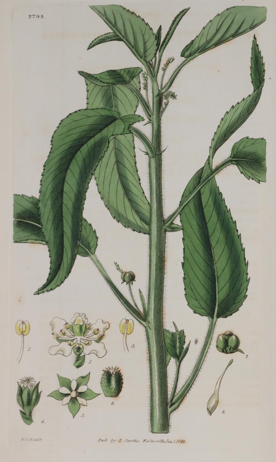 Curtis,S. | Bild Nr.2