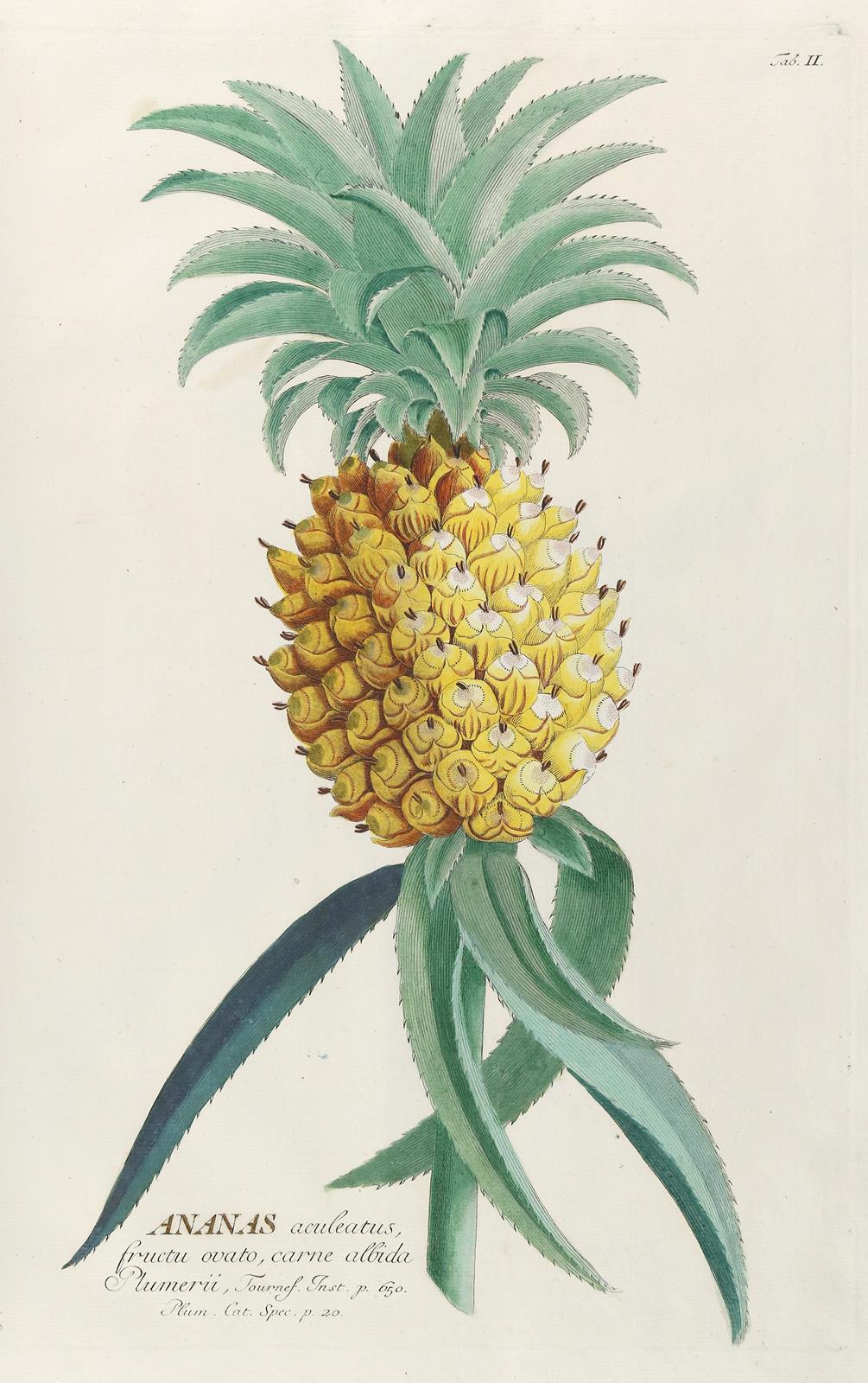 Trew,Ch.J. | Bild Nr.1