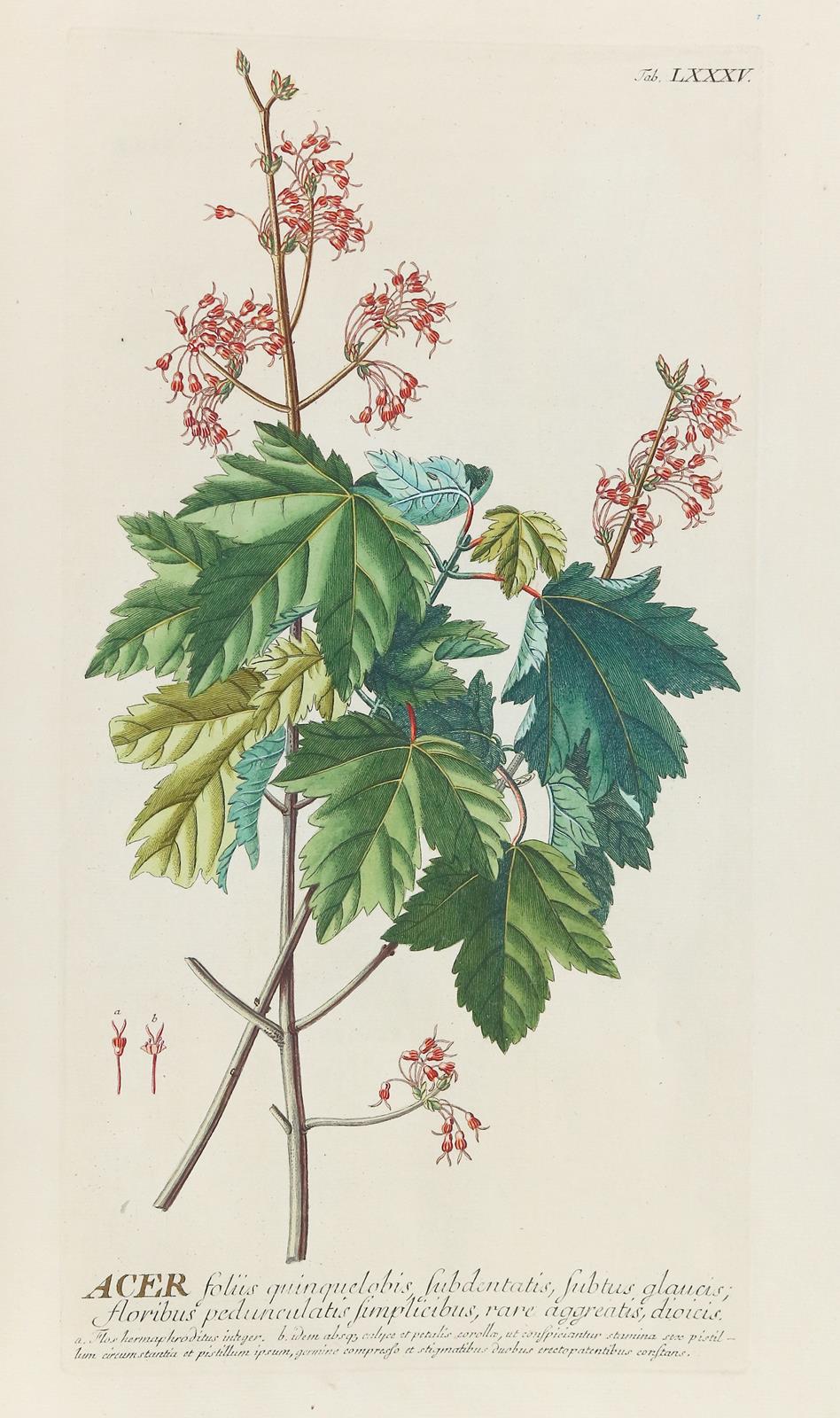 Trew,Ch.J. | Bild Nr.9