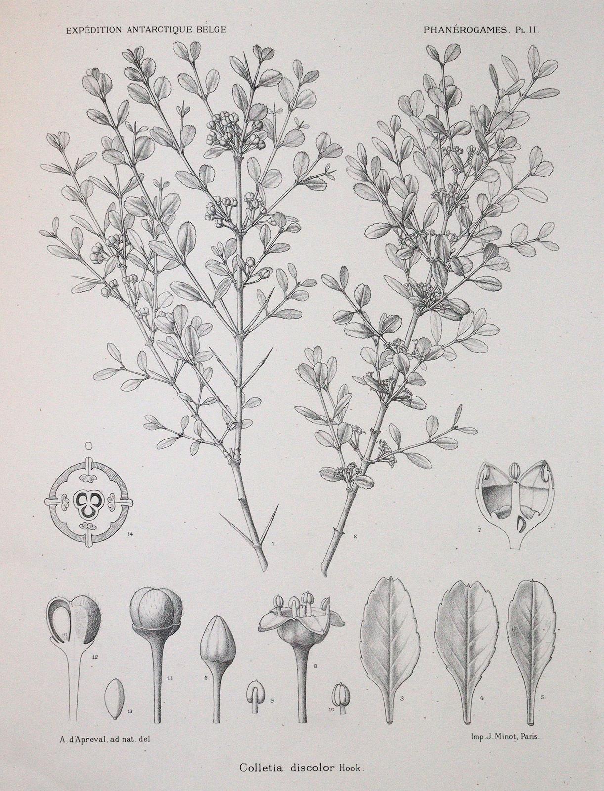 Wildeman,E.de. | Bild Nr.3