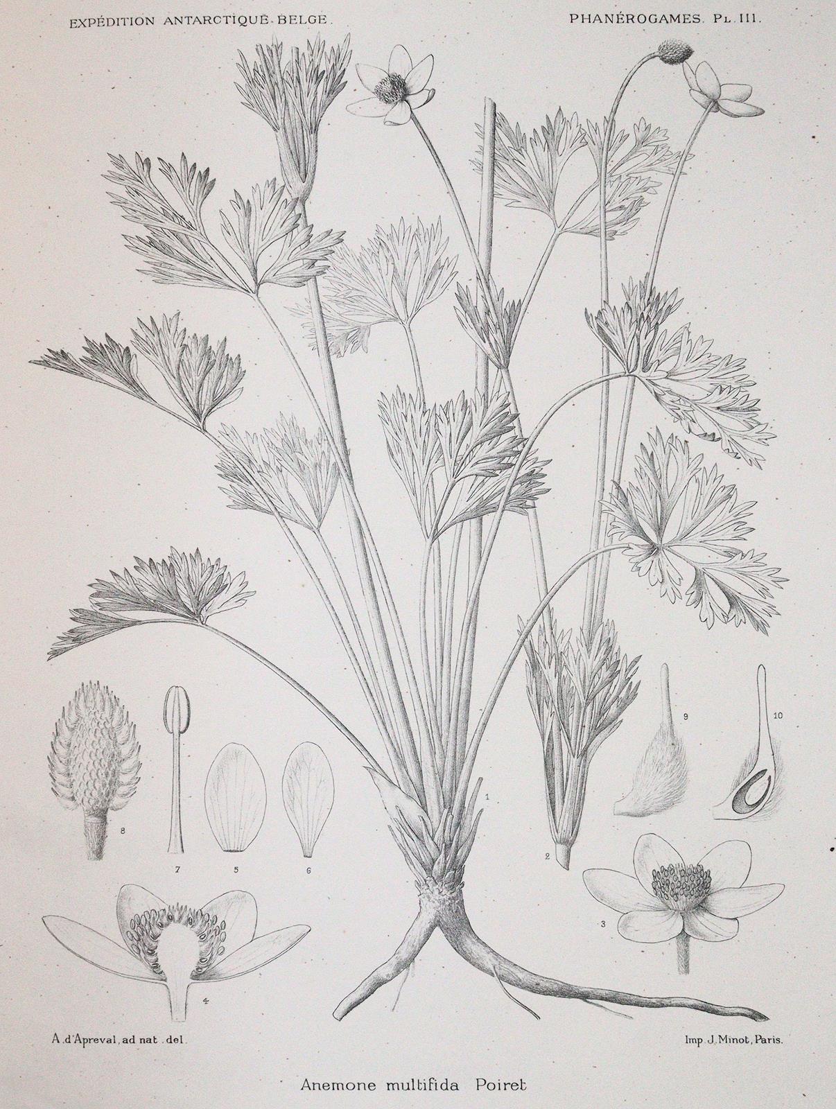 Wildeman,E.de. | Bild Nr.4