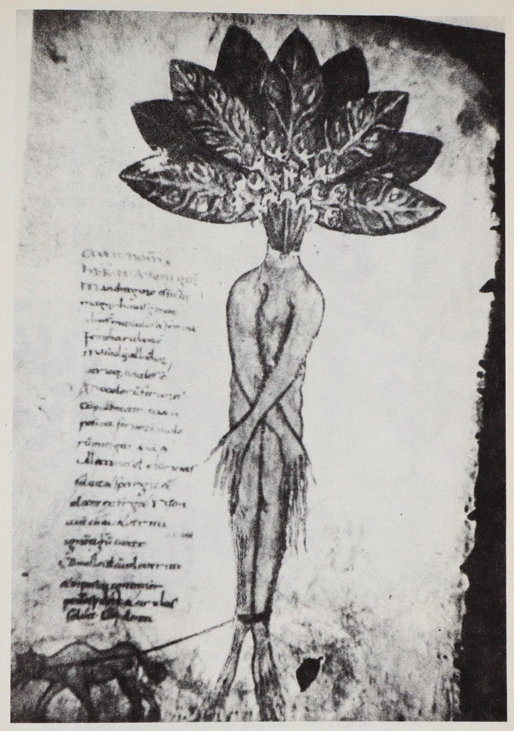 Besler,B. | Bild Nr.4