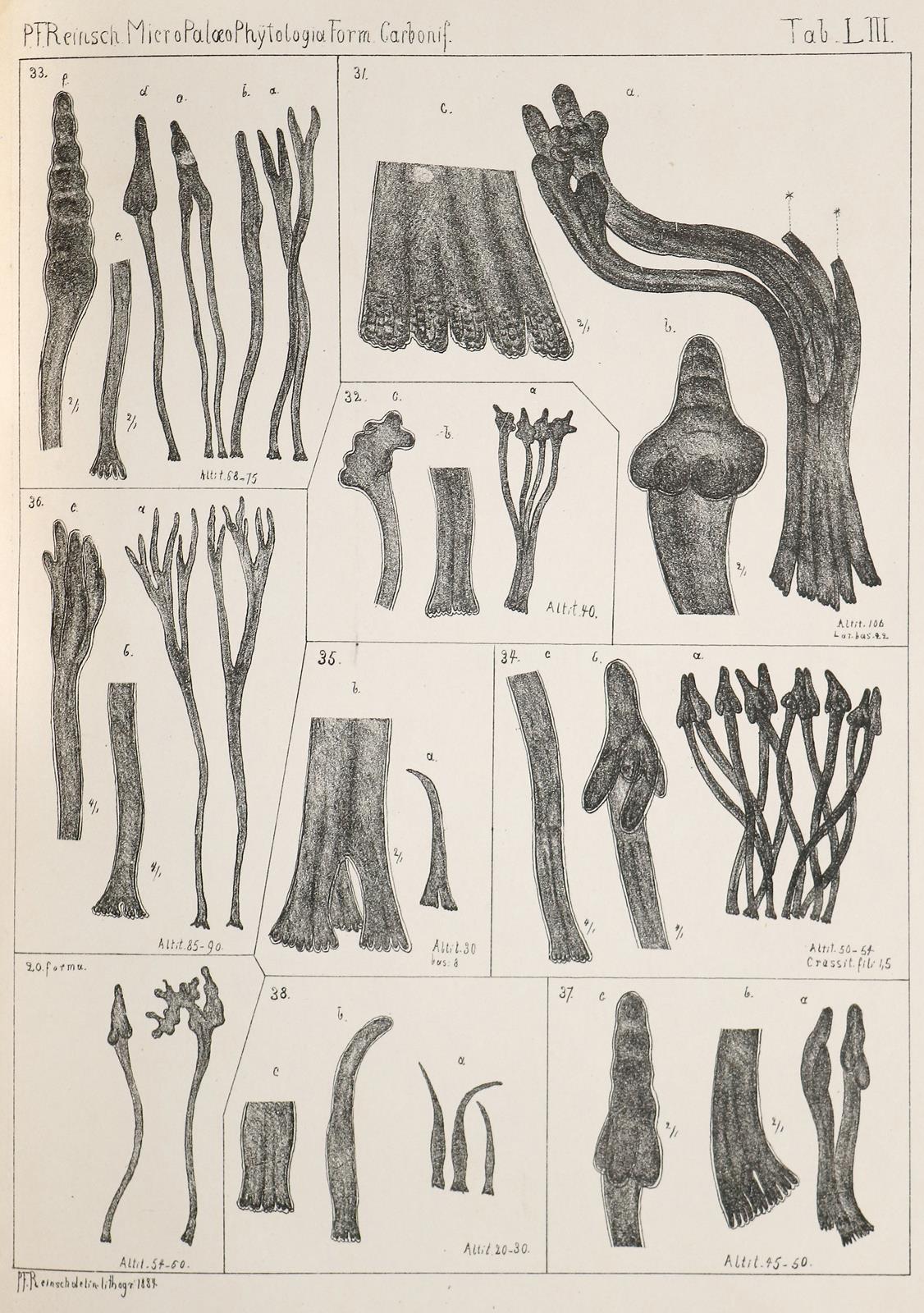 Reinsch,P.F. | Bild Nr.1