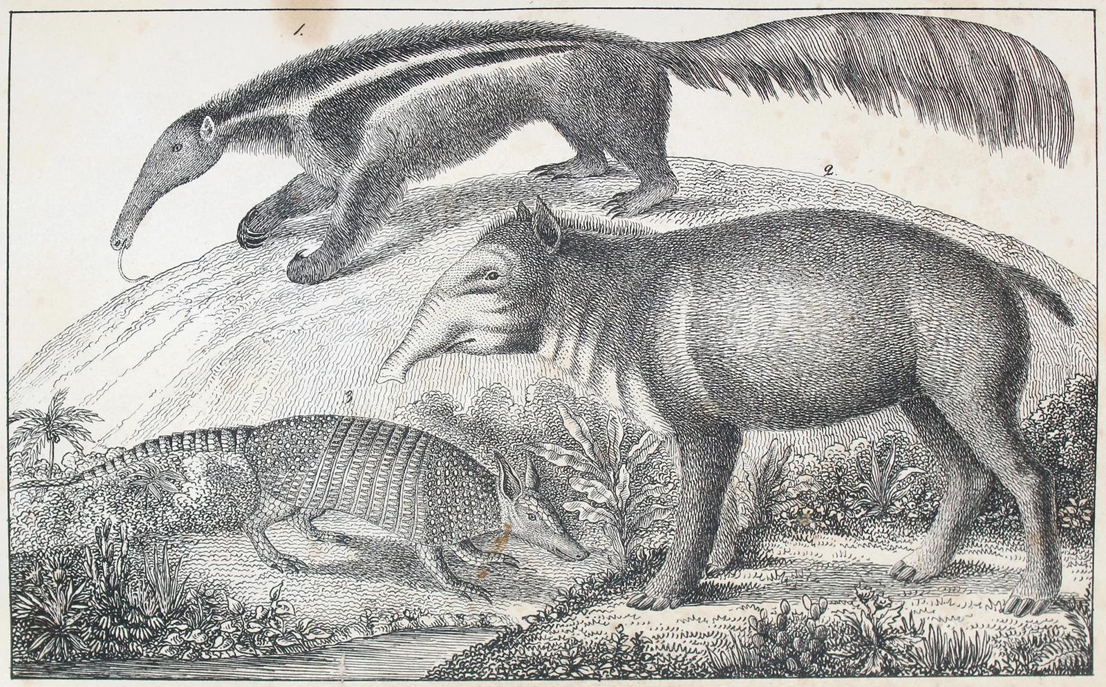 Trachsler,H. | Bild Nr.1