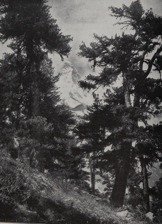 Rikli,M. | Bild Nr.4