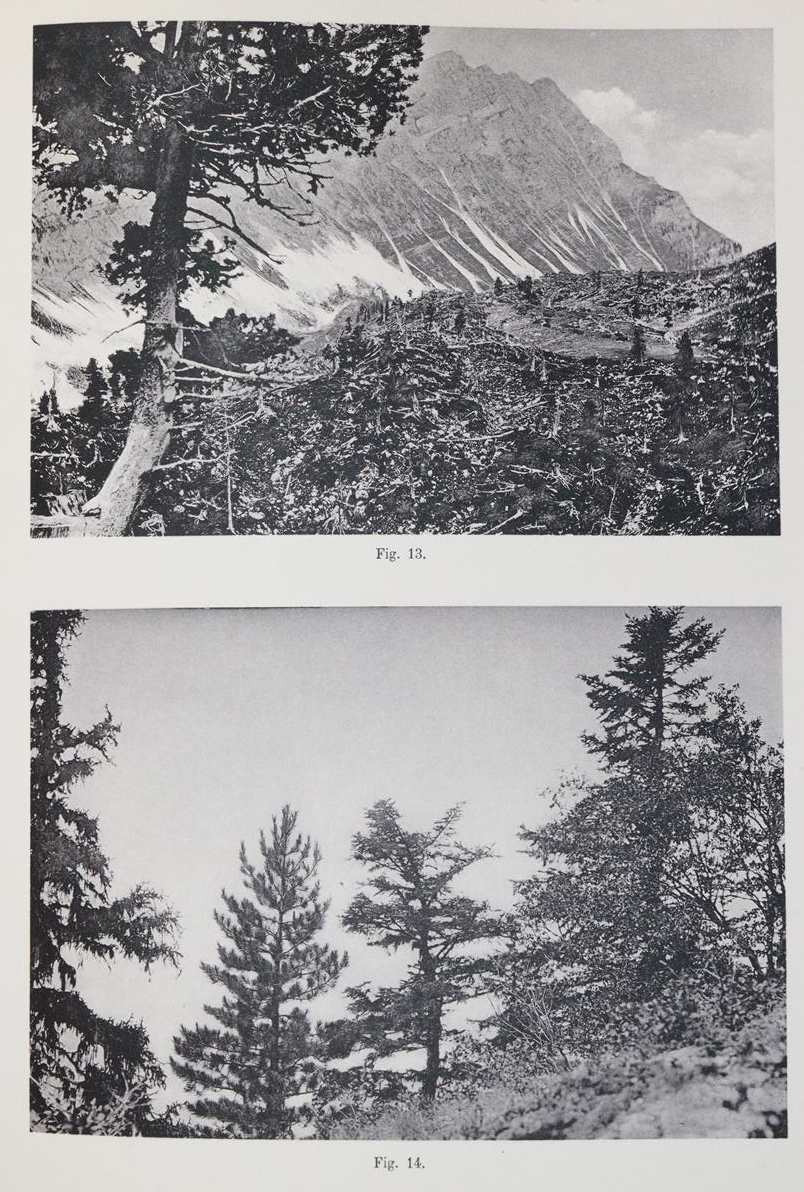 Rikli,M. | Bild Nr.5